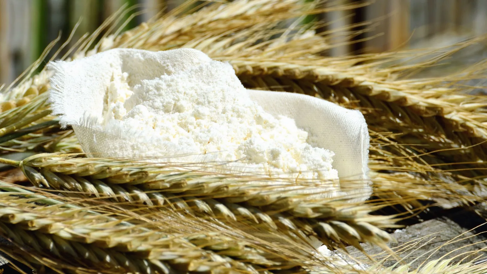 A scoop of white flour resting on ears of wheat